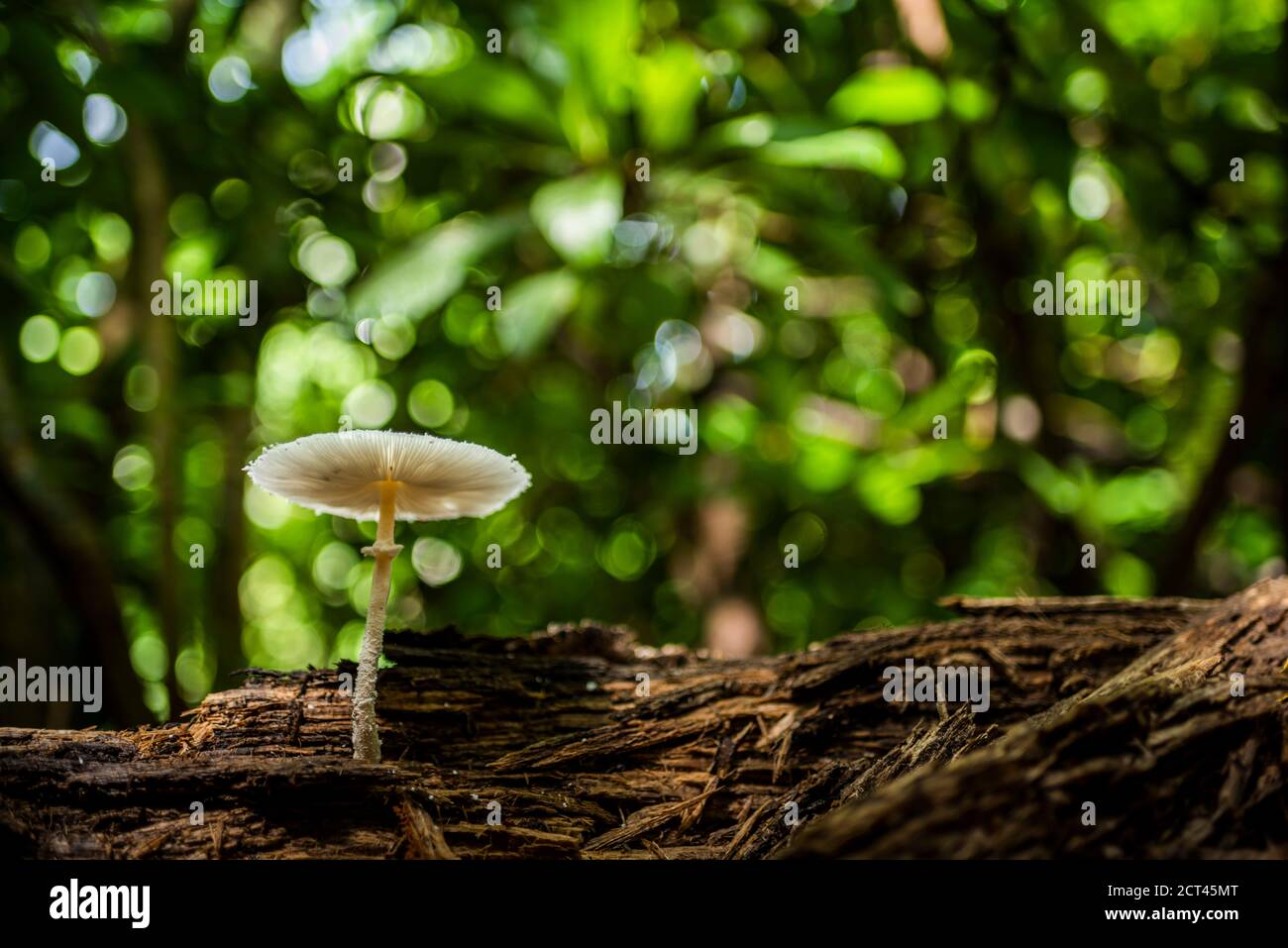 Carara National Park, Puntarenas Province, Costa Rica Stock Photo