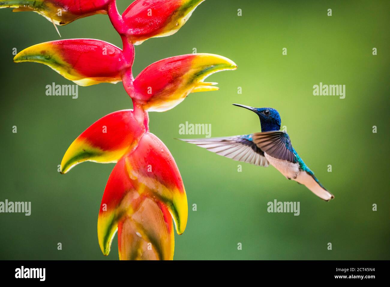 White-necked Jacobin (Florisuga mellivora aka Collared Hummingbird) Boca Tapada, Alajuela Province, Costa Rica Stock Photo