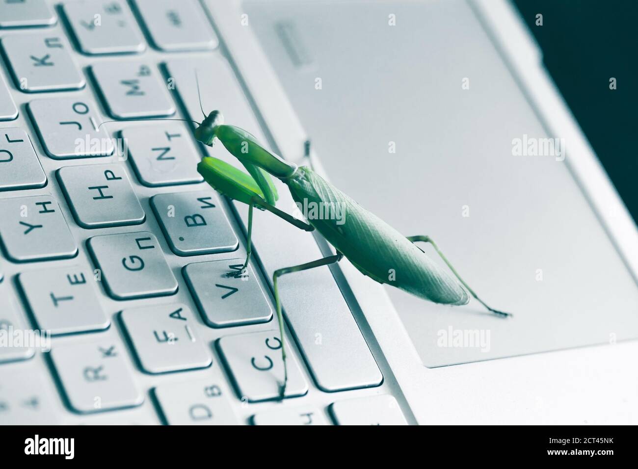 Green mantis pressing keys on a pc keyboard, computer bug metaphor Stock Photo Alamy