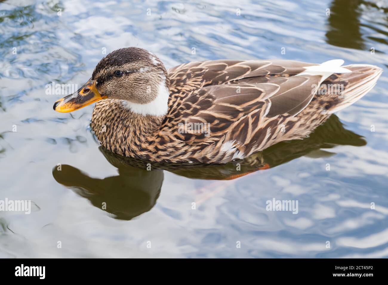 The mallard, a dabbling duck floating on water. Close up photo Stock Photo