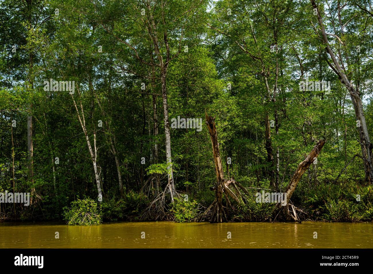 Mangrove scenery, Tarcoles River, Carara National Park, Puntarenas Province, Costa Rica Stock Photo