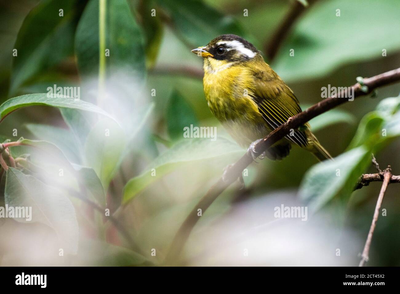 Sooty-capped Bush-tanager (Chlorospingus pileatus), San Gerardo de Dota, San Jose Province, Costa Rica Stock Photo