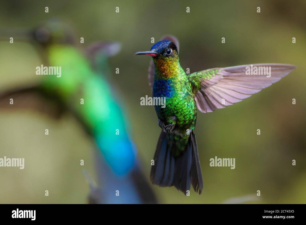 Fiery-throated Hummingbird (Panterpe insignis), San Gerardo de Dota, San Jose Province, Costa Rica Stock Photo