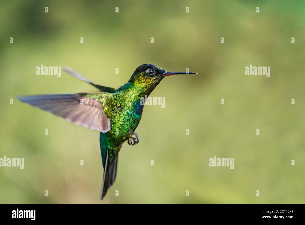 Fiery-throated Hummingbird (Panterpe insignis), San Gerardo de Dota, San Jose Province, Costa Rica Stock Photo