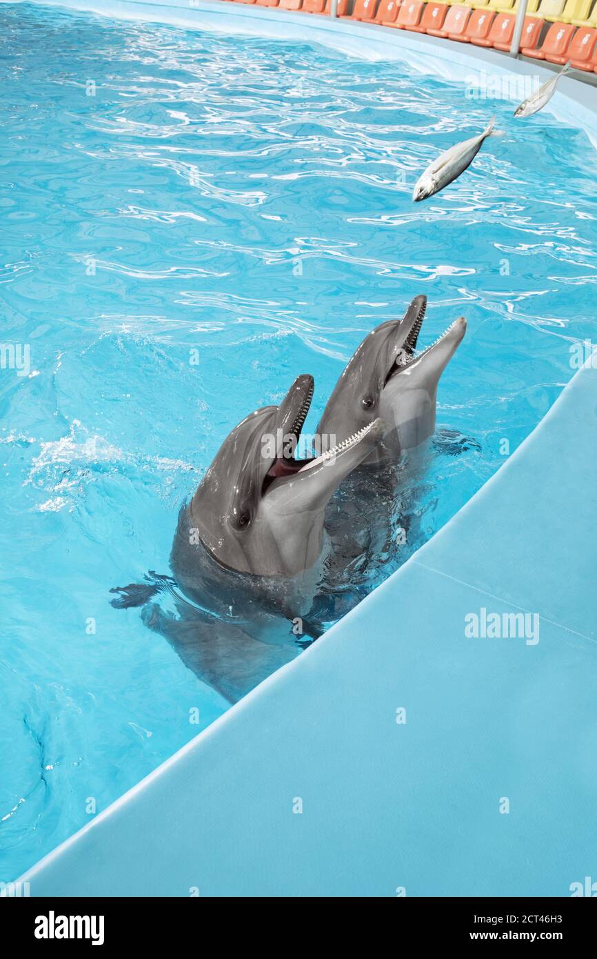 dolphins feed Stock Photo