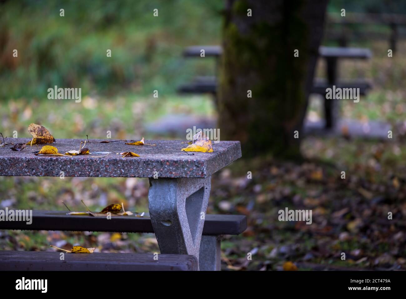Leaves falling on picnic table start of Autumn Stock Photo