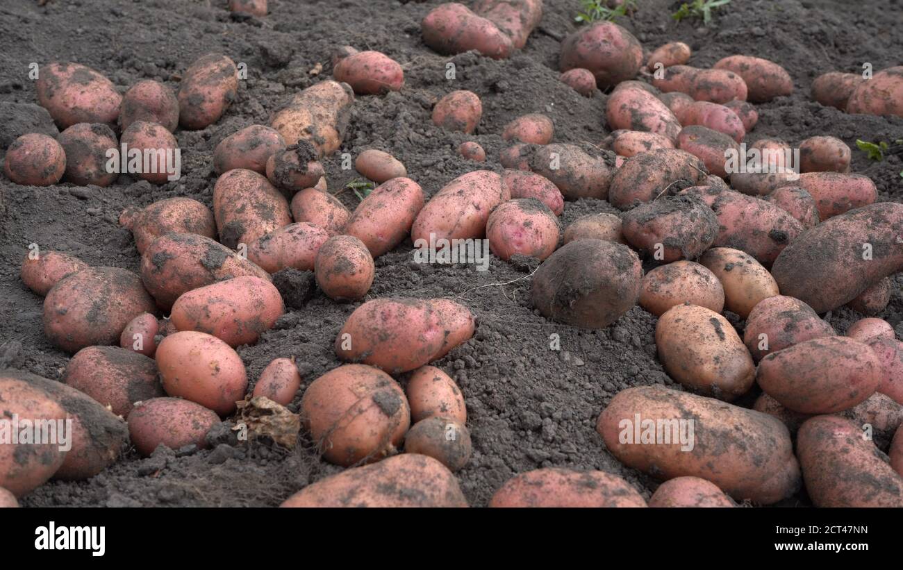Potato tubers on the ground. Fresh potatoes dug out of the ground on a ...