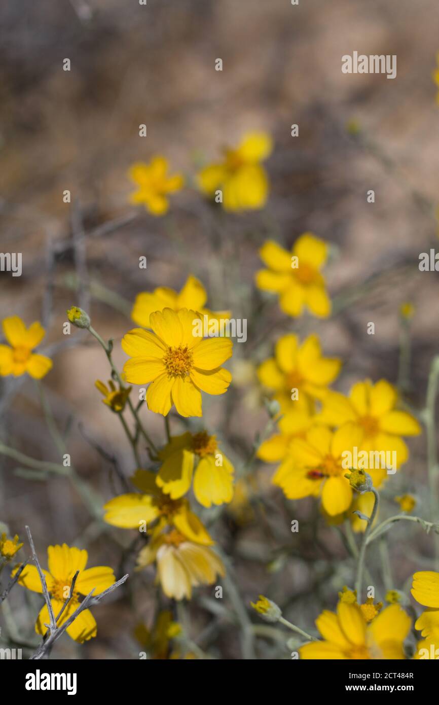 Yellow head inflorescences, Paperflower, Psilostrophe Cooperi, Asteraceae, native subshrub, Joshua Tree National Park, Colorado Desert, Springtime. Stock Photo