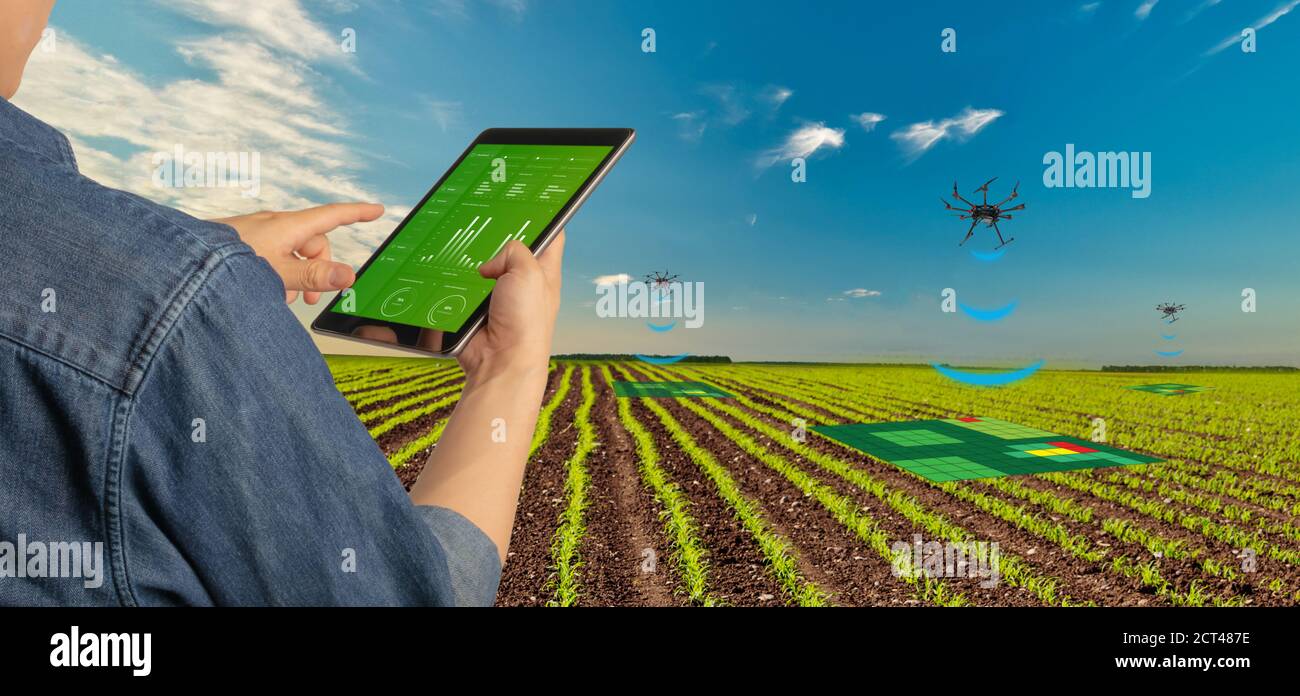 Futuristic technology trend in smart farm agriculture concept. Farmer use ai drone to monitor prediction forecast check the health of plant field Stock Photo