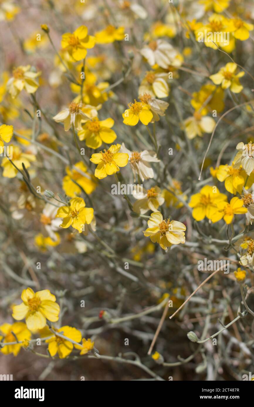 Yellow head inflorescences, Paperflower, Psilostrophe Cooperi, Asteraceae, native subshrub, Joshua Tree National Park, Colorado Desert, Springtime. Stock Photo