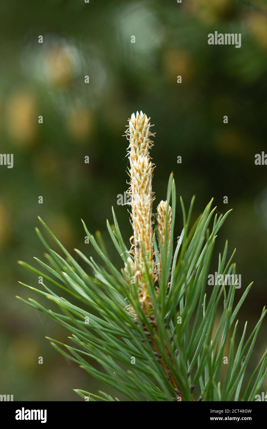 Pine buds. A new sprout on a pine branch. Shallow DOF macro Stock Photo