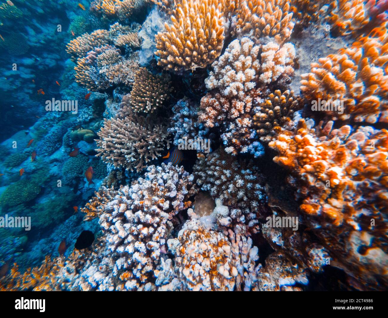 Underwater scene with coral reef in the Red Sea Stock Photo - Alamy