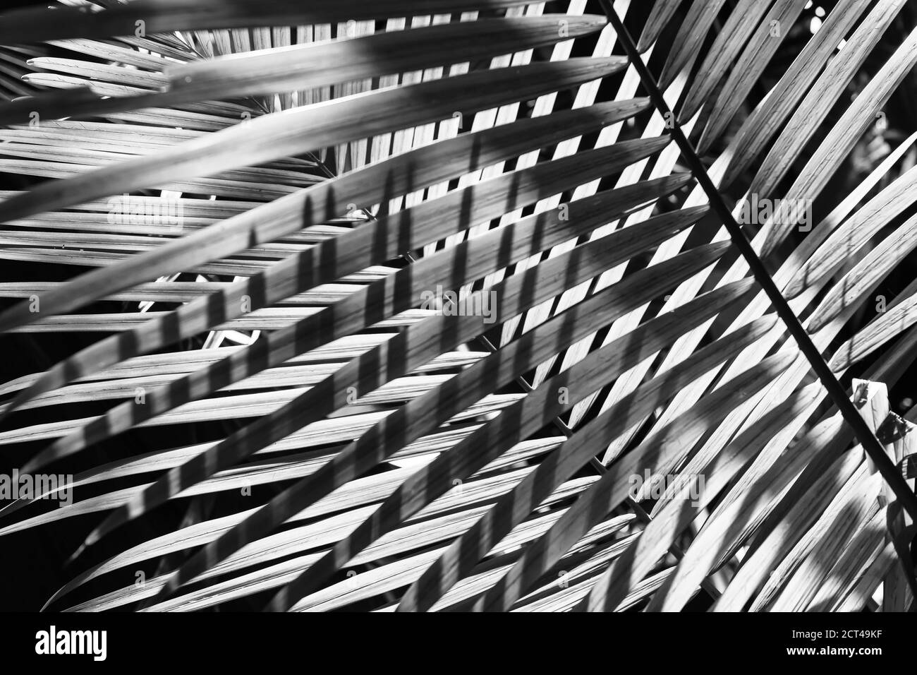 Black and white photo of a palm leaf that gets a striped pattern by the shadow of another palm leaf. Stock Photo