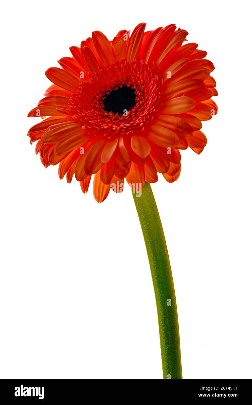 Barberton transvaal Cut Out Stock Images & Pictures Alamy