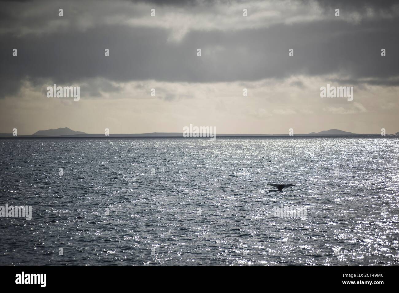 Whale at sunset hi-res stock photography and images - Alamy
