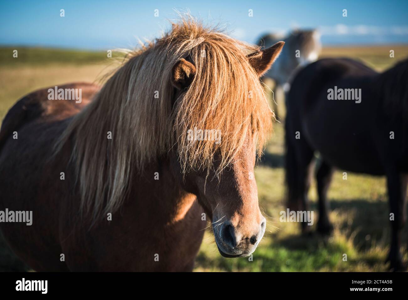 Portrait of an Icelandic horse (aka Icelandic Pony) in the Icelandic