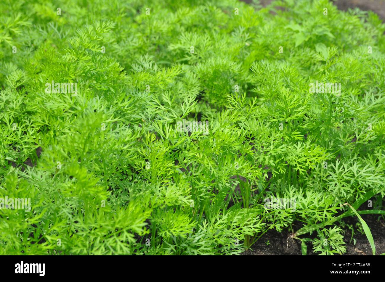 Soil and carrot plants hi-res stock photography and images - Alamy