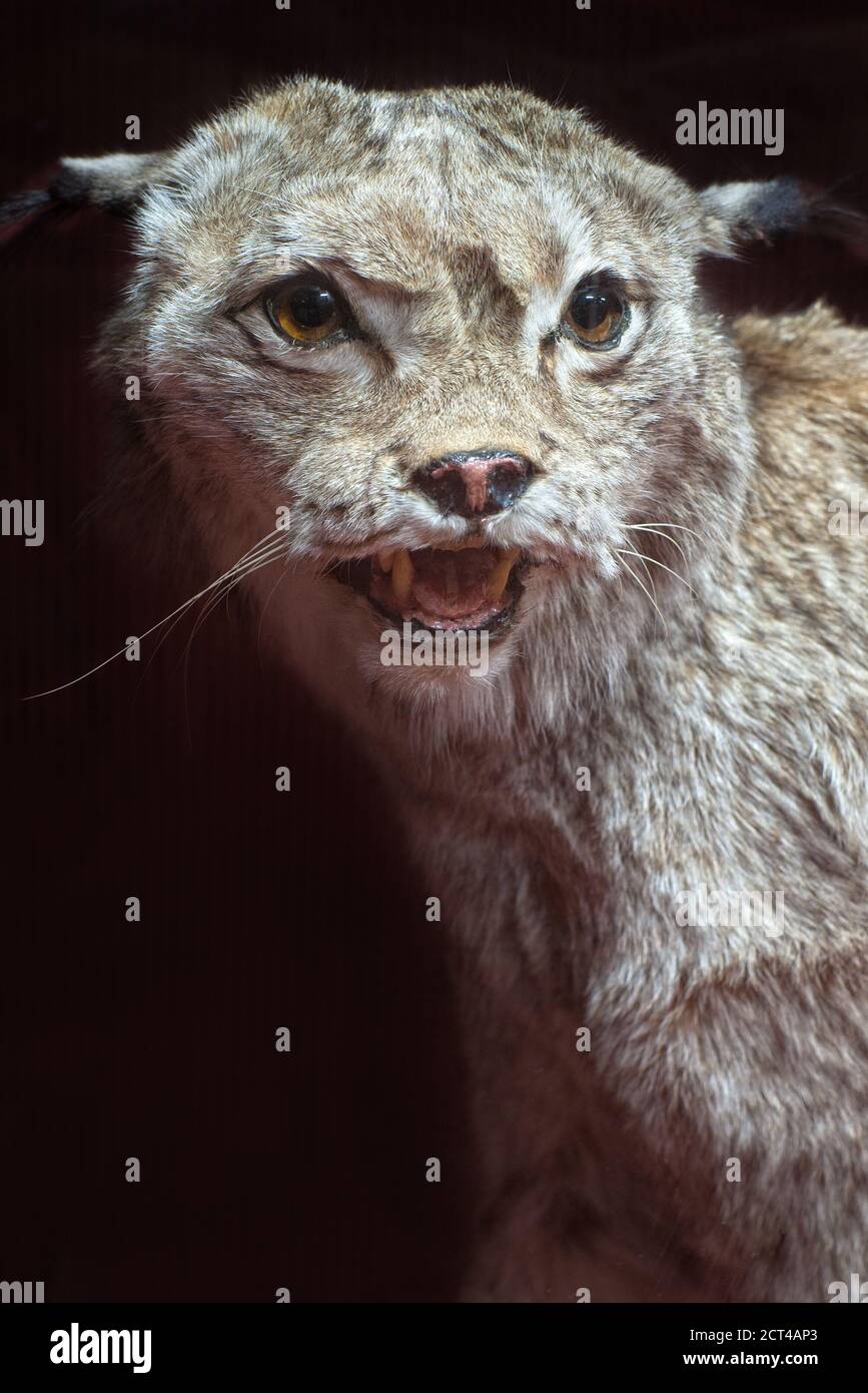 Closeup of stuffed growling lynx against dark background Stock Photo