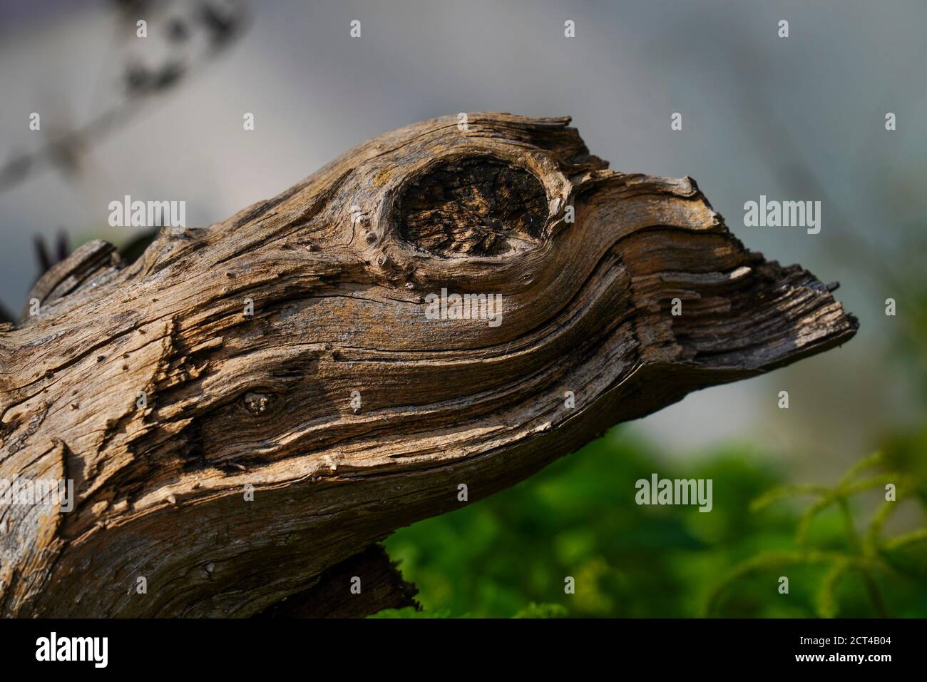 Pareidolia is the tendency for incorrect perception of a stimulus as an object, pattern or meaning known to the observer, such as seeing shapes in clo Stock Photo