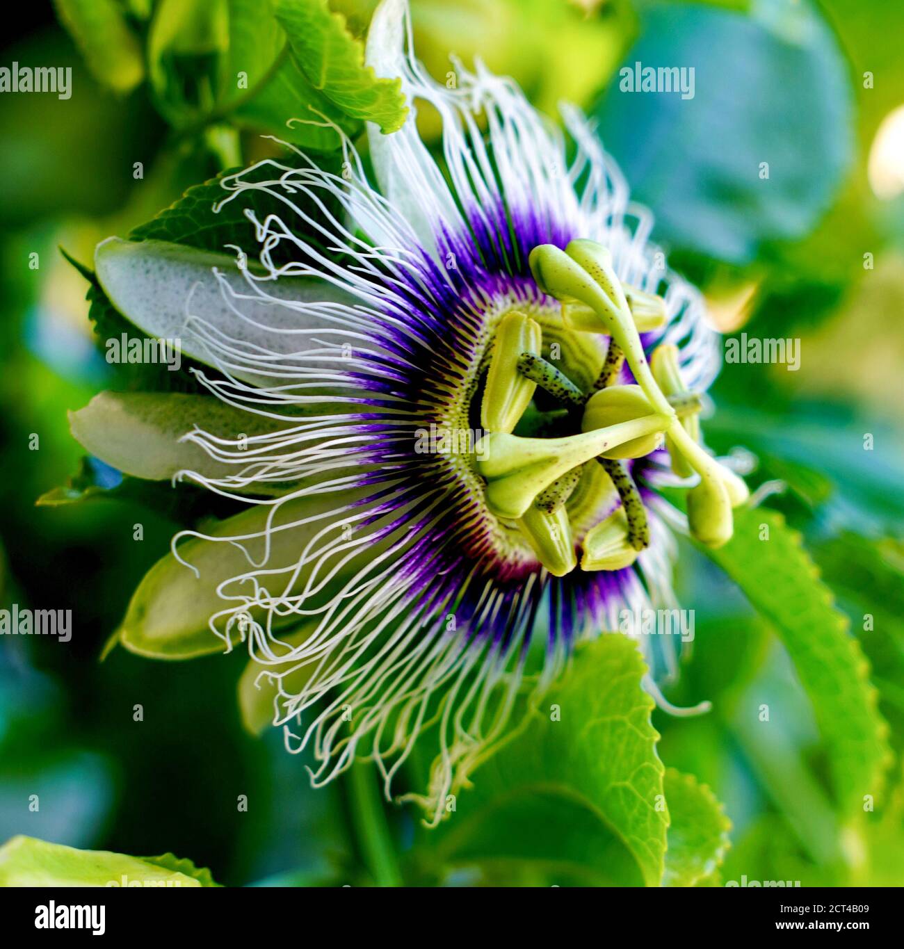 Passiflora, known also as the passion flowers or passion vines, is a genus of about 550 species of flowering plants, the type genus of the family Pass Stock Photo