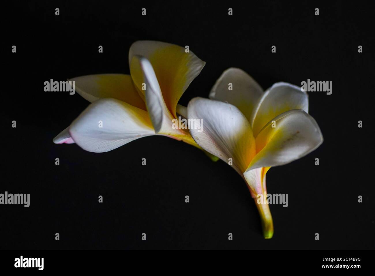 Plumeria is a genus of flowering plants in the family Apocynaceae. Most species are deciduous shrubs or small trees. The species variously are endemic Stock Photo