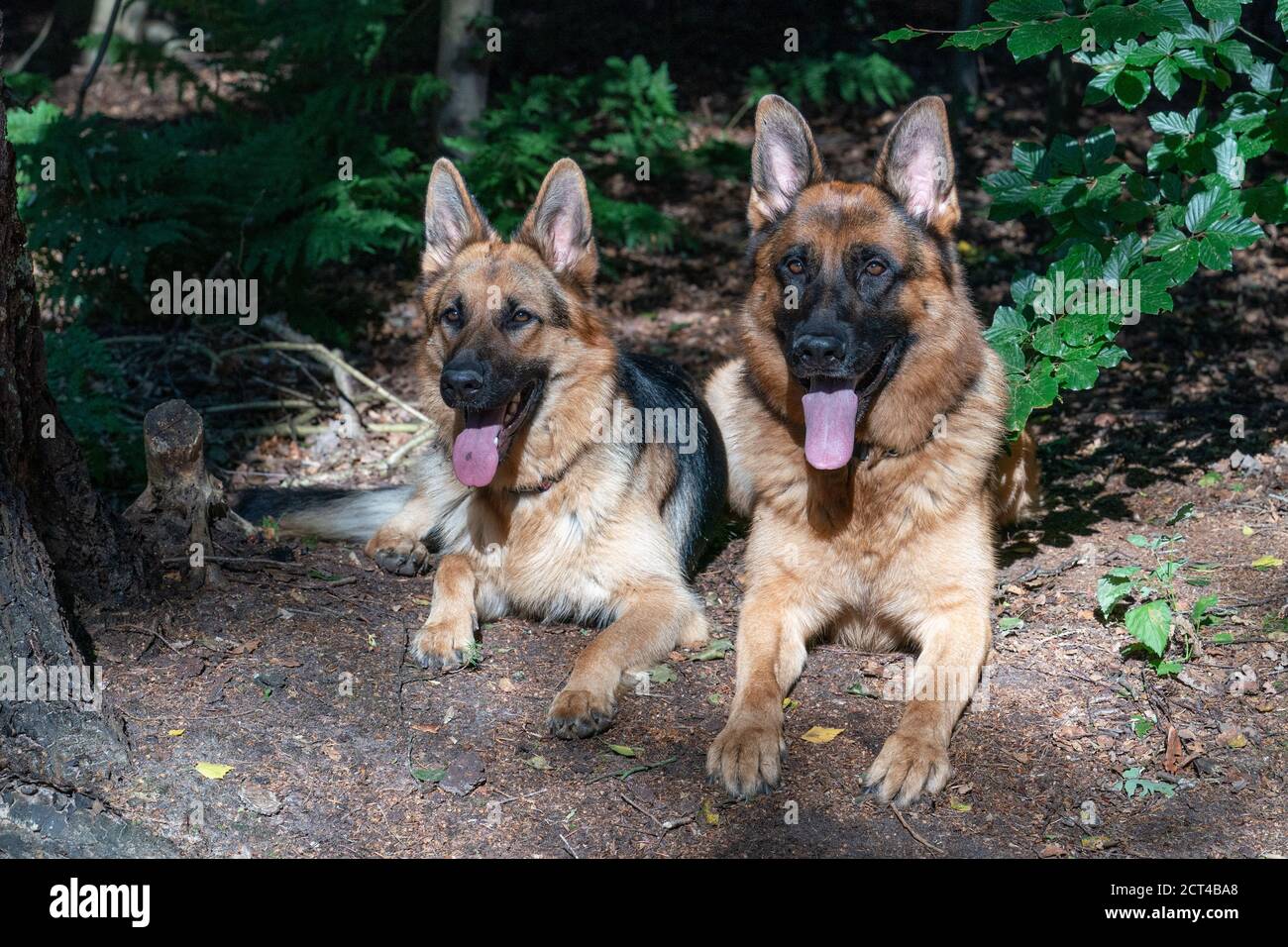 Two beautiful German Shepherd dogs lie together in the forest, sunlight