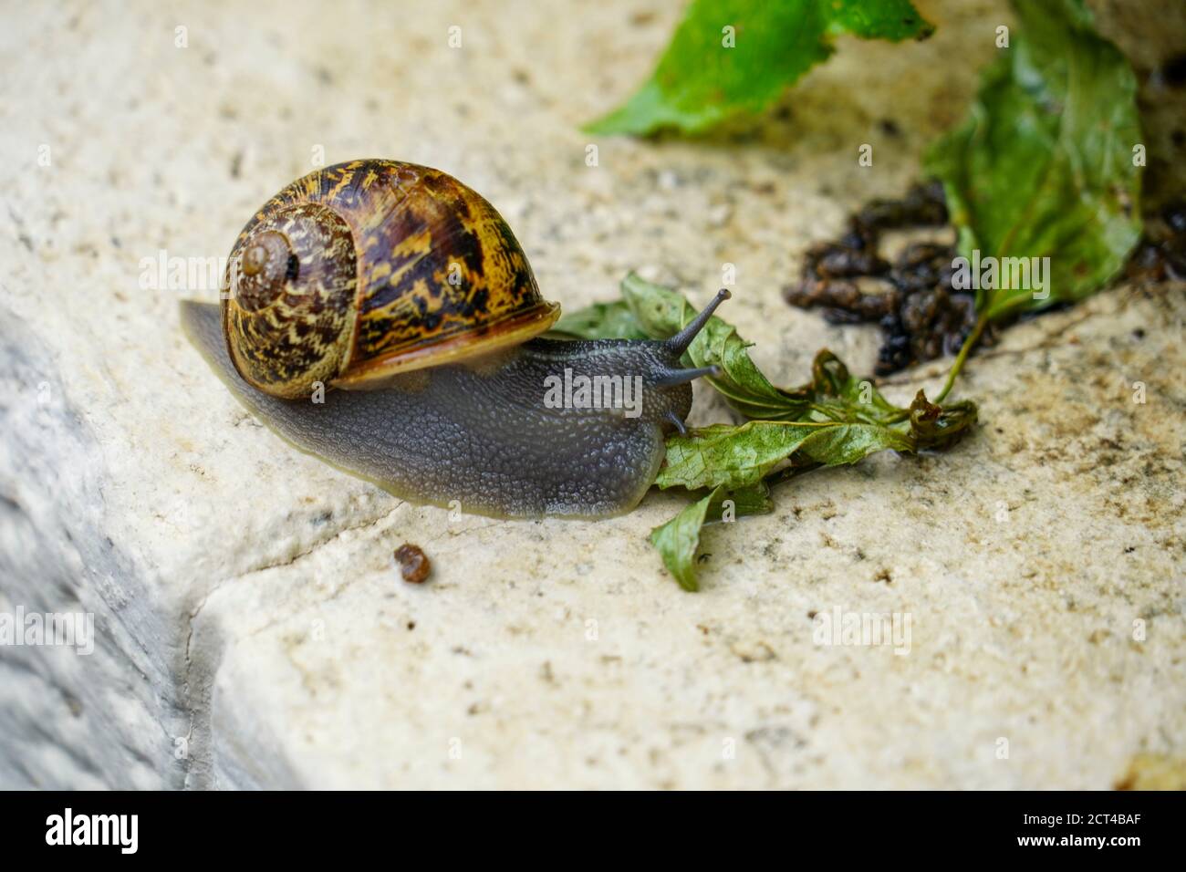 Snail (Helix engaddensis) crawls on a rock. Helix engaddensis is a species of snail common in the Levant, both in Mediterranean, desert and montane cl Stock Photo