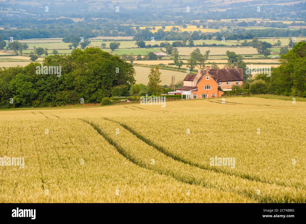 Corn field, Longborough, The Cotswolds, Gloucestershire, England ...