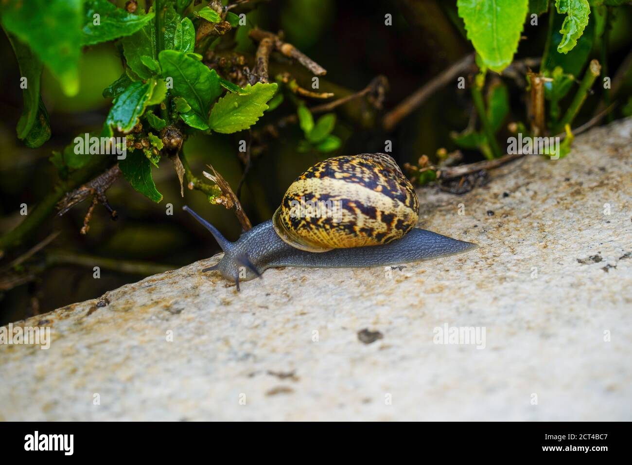 Snail (Helix engaddensis) crawls on a rock. Helix engaddensis is a species of snail common in the Levant, both in Mediterranean, desert and montane cl Stock Photo