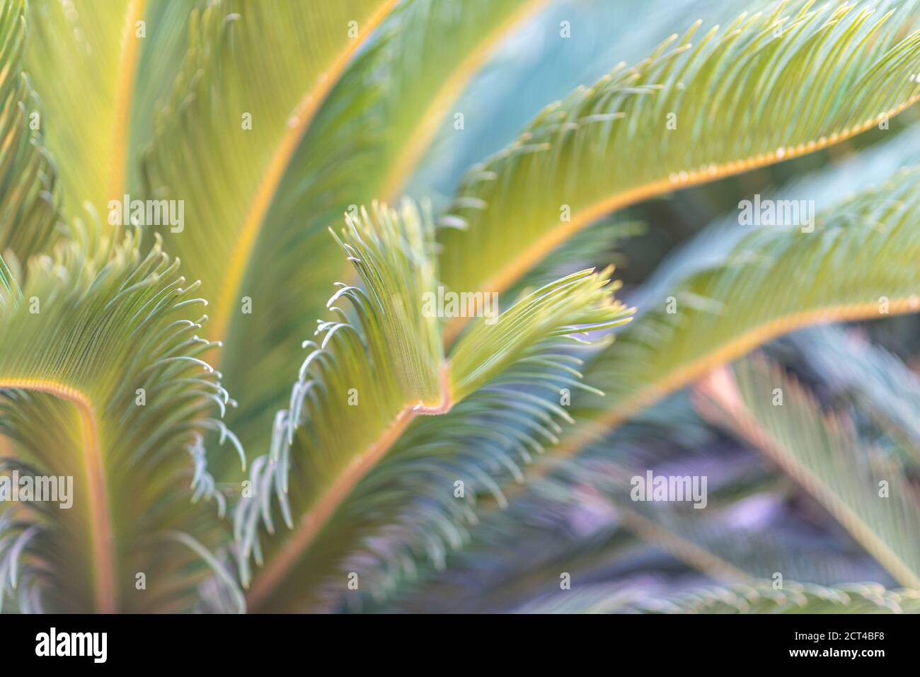 Green and yellow palm tree leaves in bright sunshine. Abstract nature blurred background. Stock Photo
