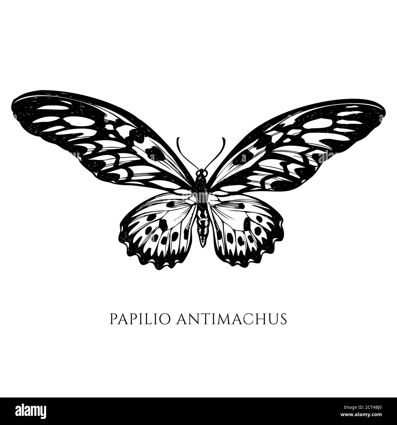 Vector set of hand drawn black and white african giant swallowtail Stock Vector