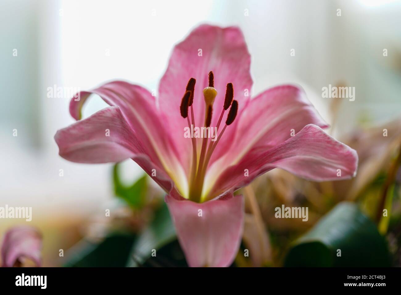 Pink Lily flower close up Stock Photo