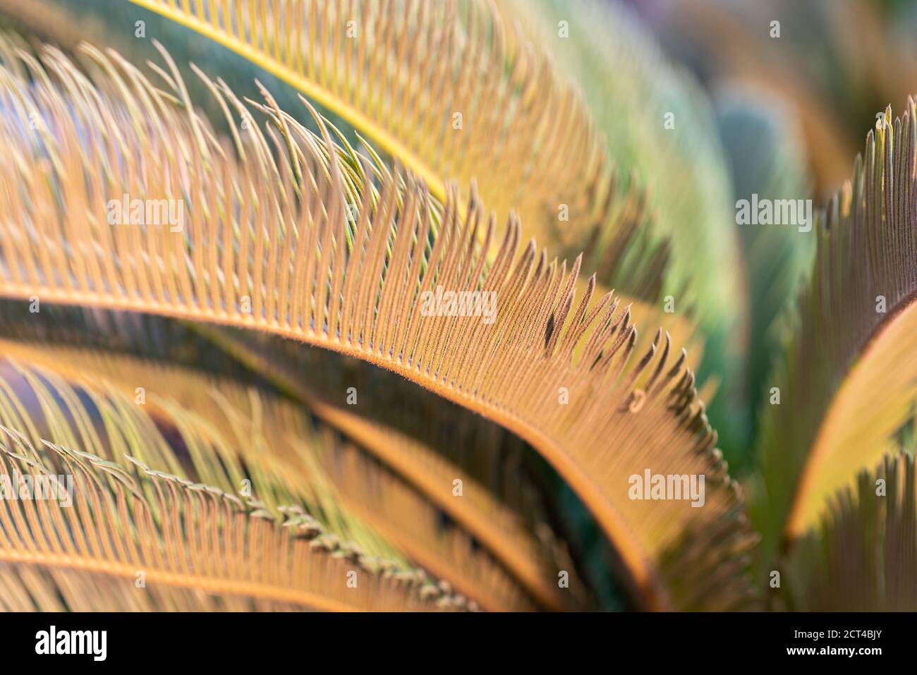 Green and yellow palm tree leaves in bright sunshine, autumn day. Abstract nature blurred background. Stock Photo