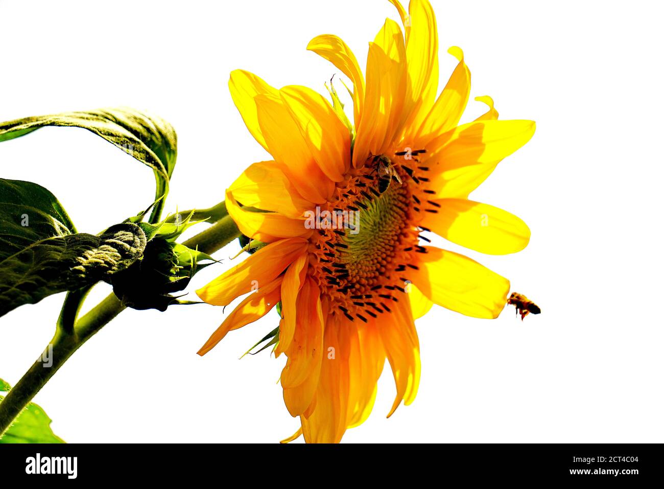 Wilted Yellow Daisy on white background Stock Photo