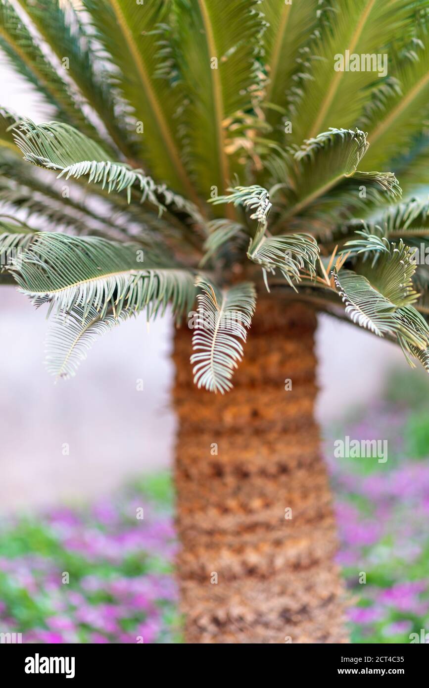 Tropical palm tree. Abstract nature blurred background. Stock Photo