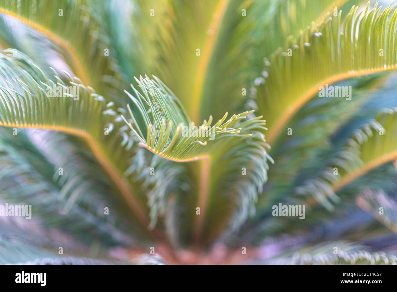 Abstract Palm Tree Details Blurred Background. Summer Day. Stock Photo