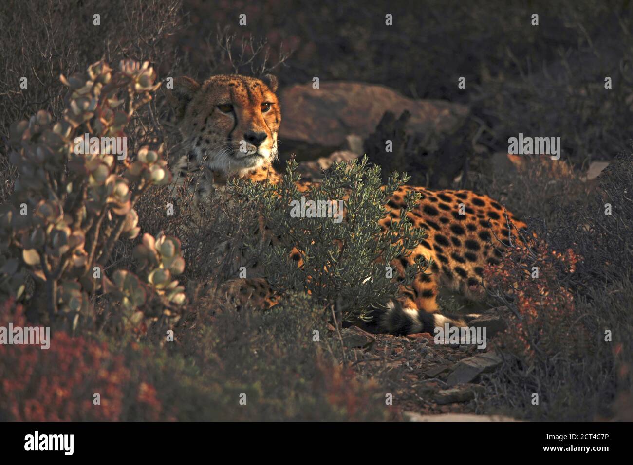 Wild male cheetah (Acinonyx jabatus relaxing in the late afternoon sun Stock Photo
