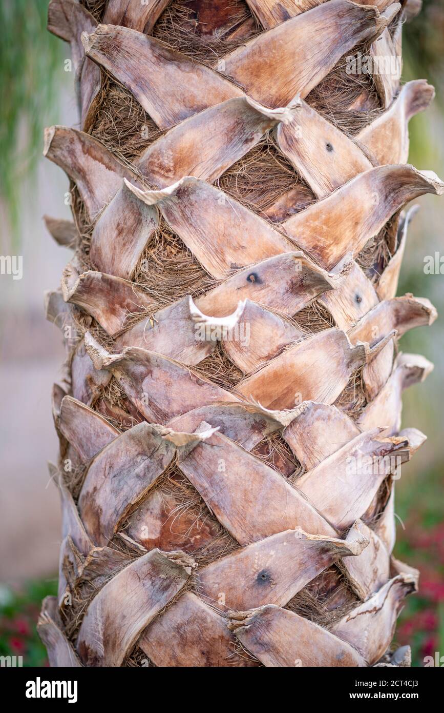 Palm tree trunk texture close up photo. Stock Photo