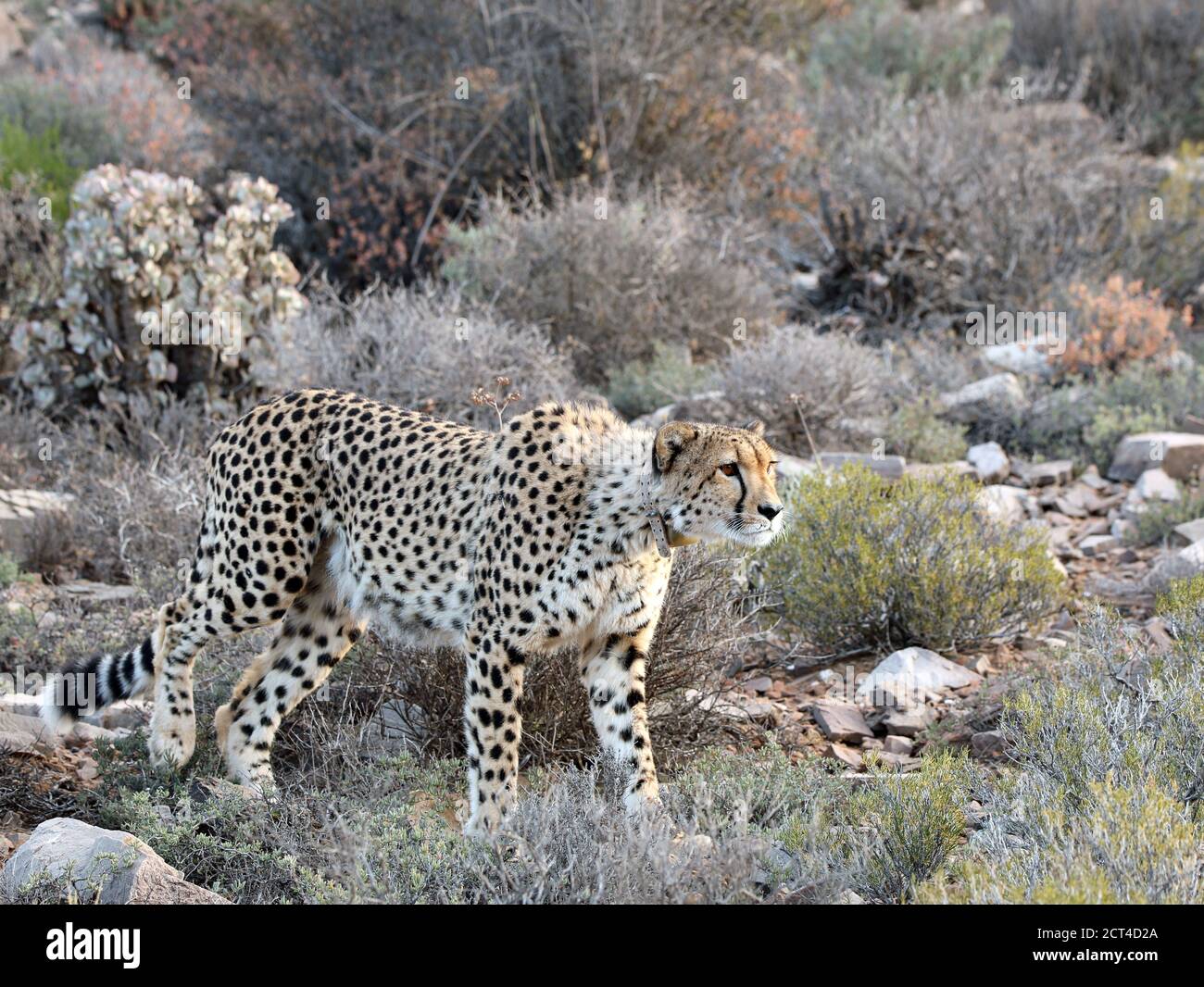 Wild collared male cheetah (Acinonyx jubatus) stalking South Africa Stock Photo