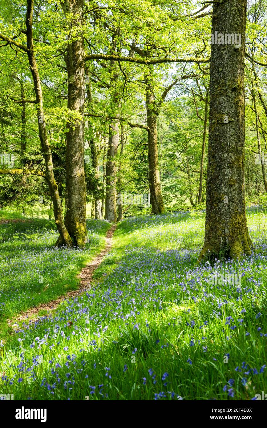 Derwentwater wildflowers hires stock photography and images Alamy