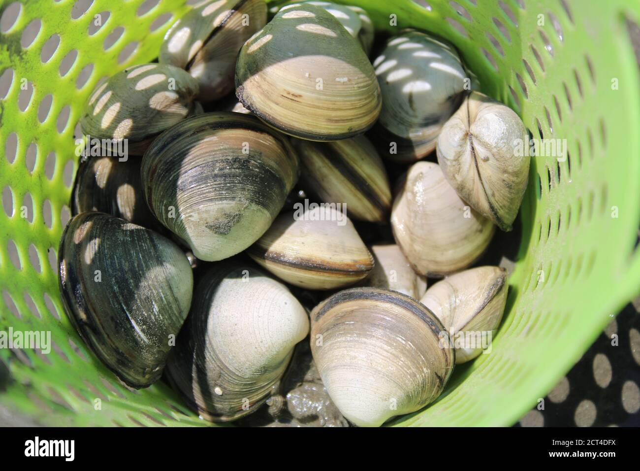 Fresh live clams in a green digger's basket Stock Photo - Alamy