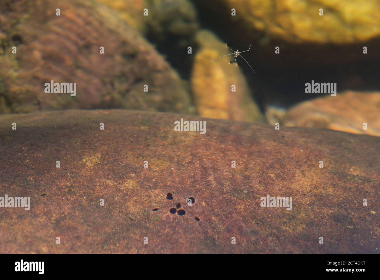 Top view clouseup of a water strider on a crystal clear water with its shadow on the underwater rock Stock Photo