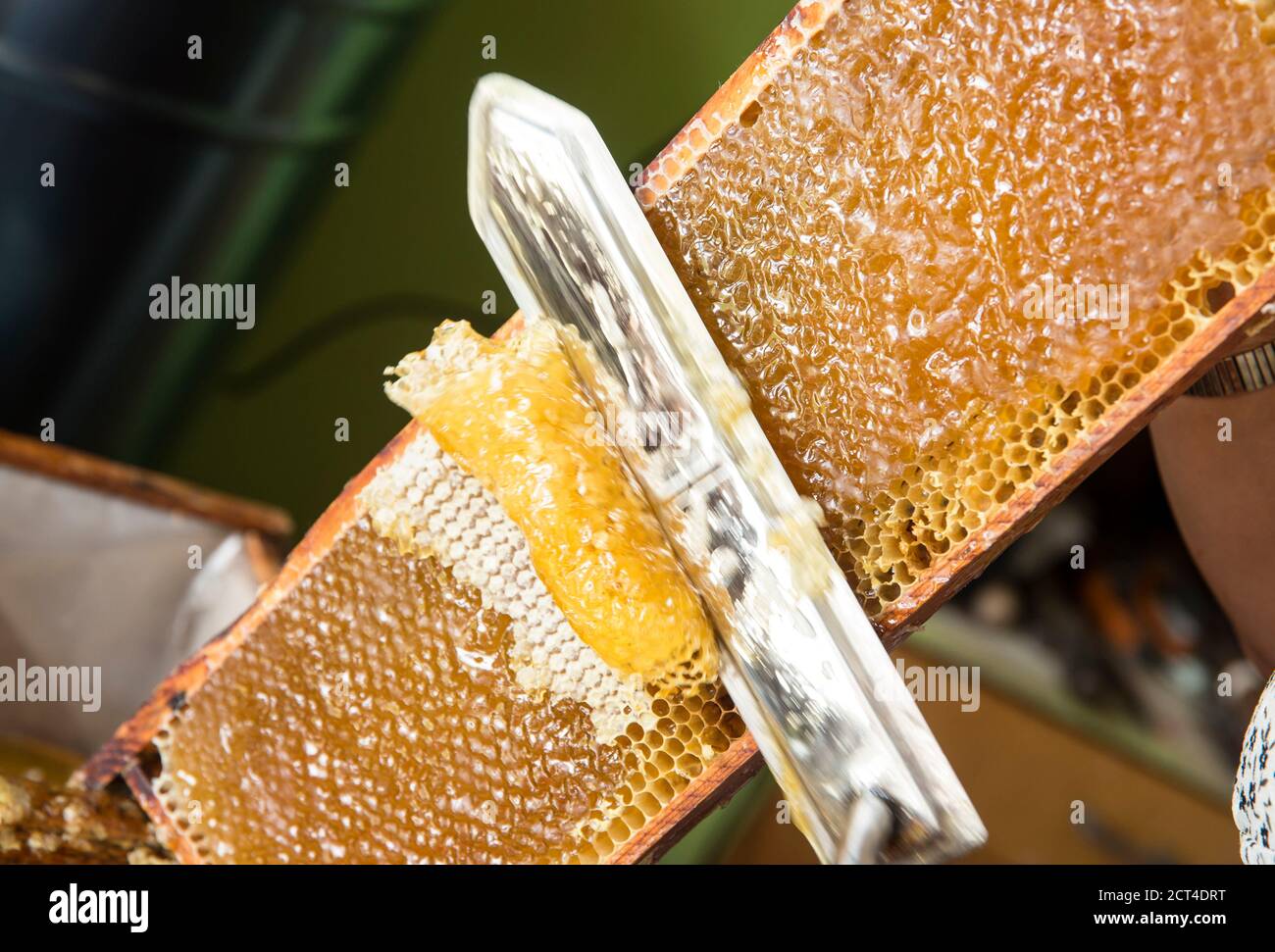 Extracting honey from honeycomb concept. Close up view of beekeeper cutting wax lids with hot knife from honeycomb for honey extraction. Stock Photo
