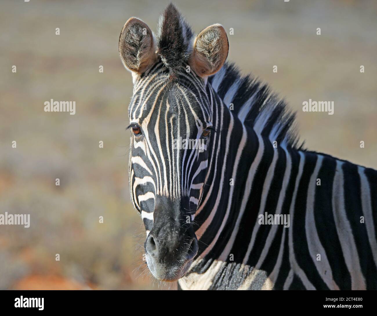 Stallion Burchell's zebra (Equus quagga) head portrait Stock Photo