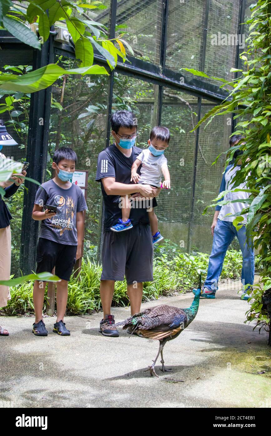 Singapore Sep 19th 2020: the tourists  are watching a female green peafowl (Pavo muticus) in jurong bird park.  all tourists are wearing the mask Stock Photo