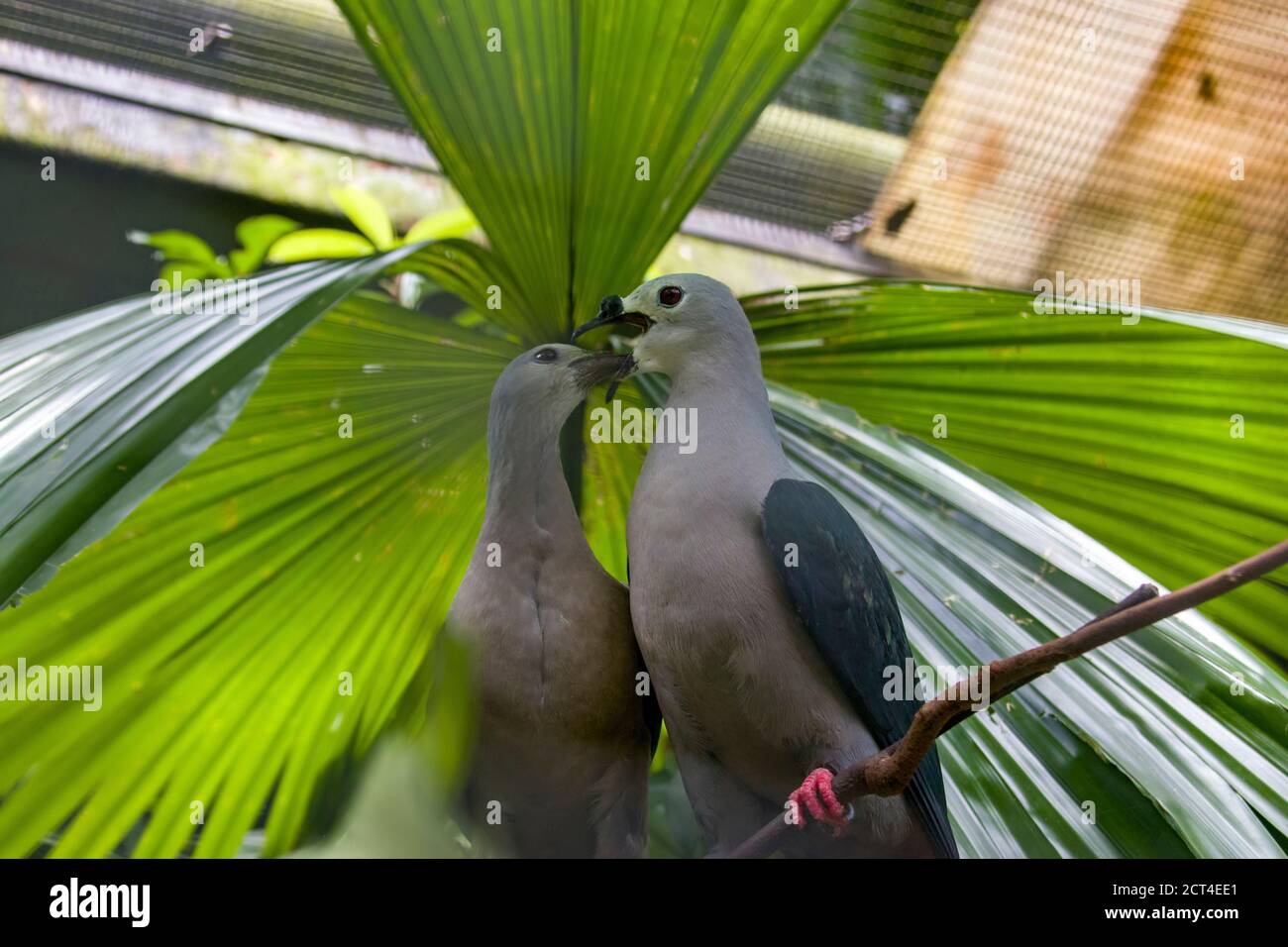 The adult Pacific imperial pigeon (Ducula pacifica) opens the beak and let a  Juvenile bird to get food.  It is a widespread species of pigeon Stock Photo