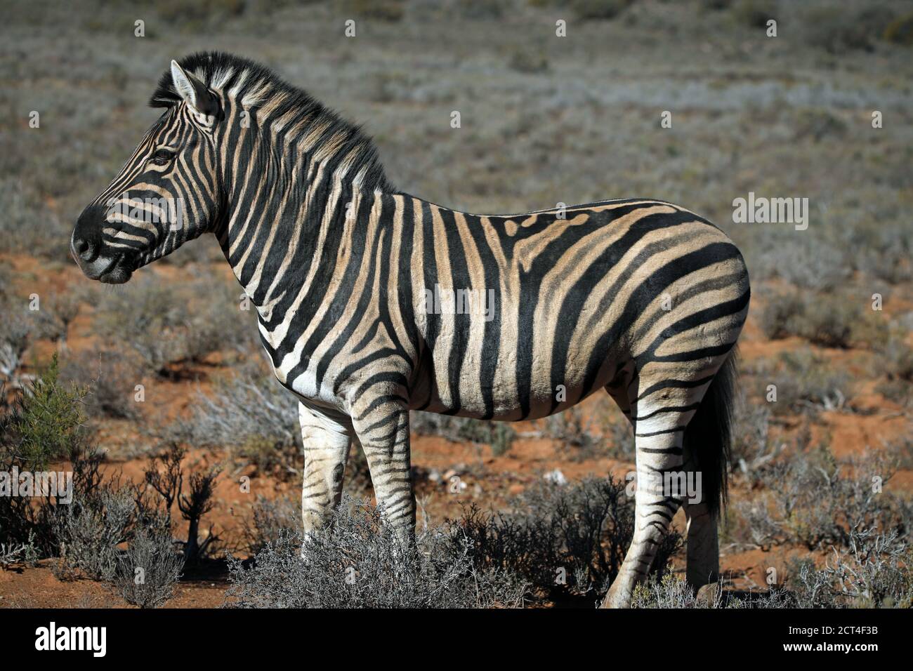 Burchell's zebra (Equus quagga) full body side view  South Africa Stock Photo