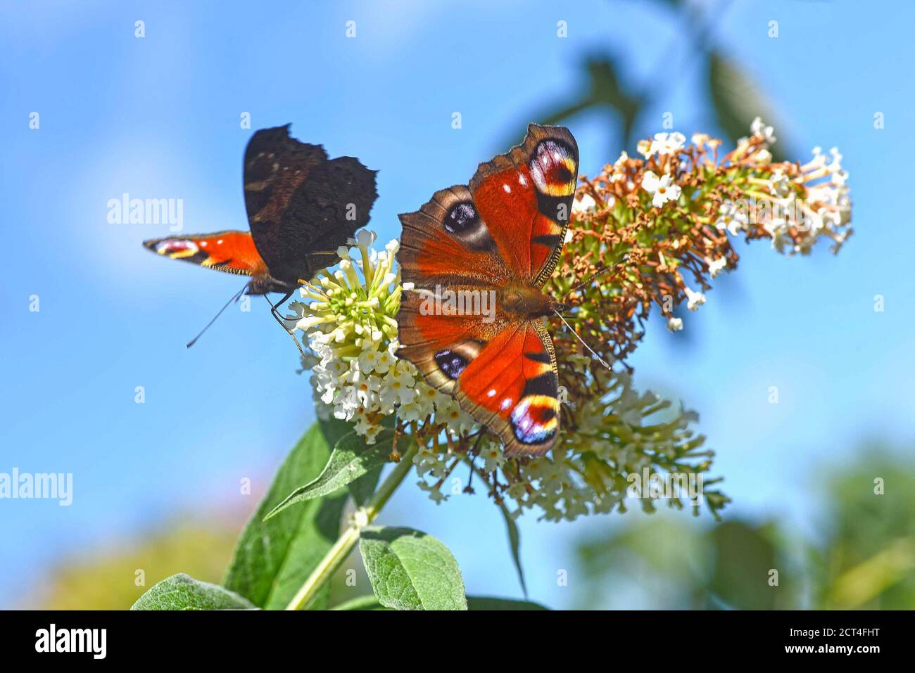 Peacock butterfly (Aglais io) feeding on white flowering summer butterfly bush. Stock Photo