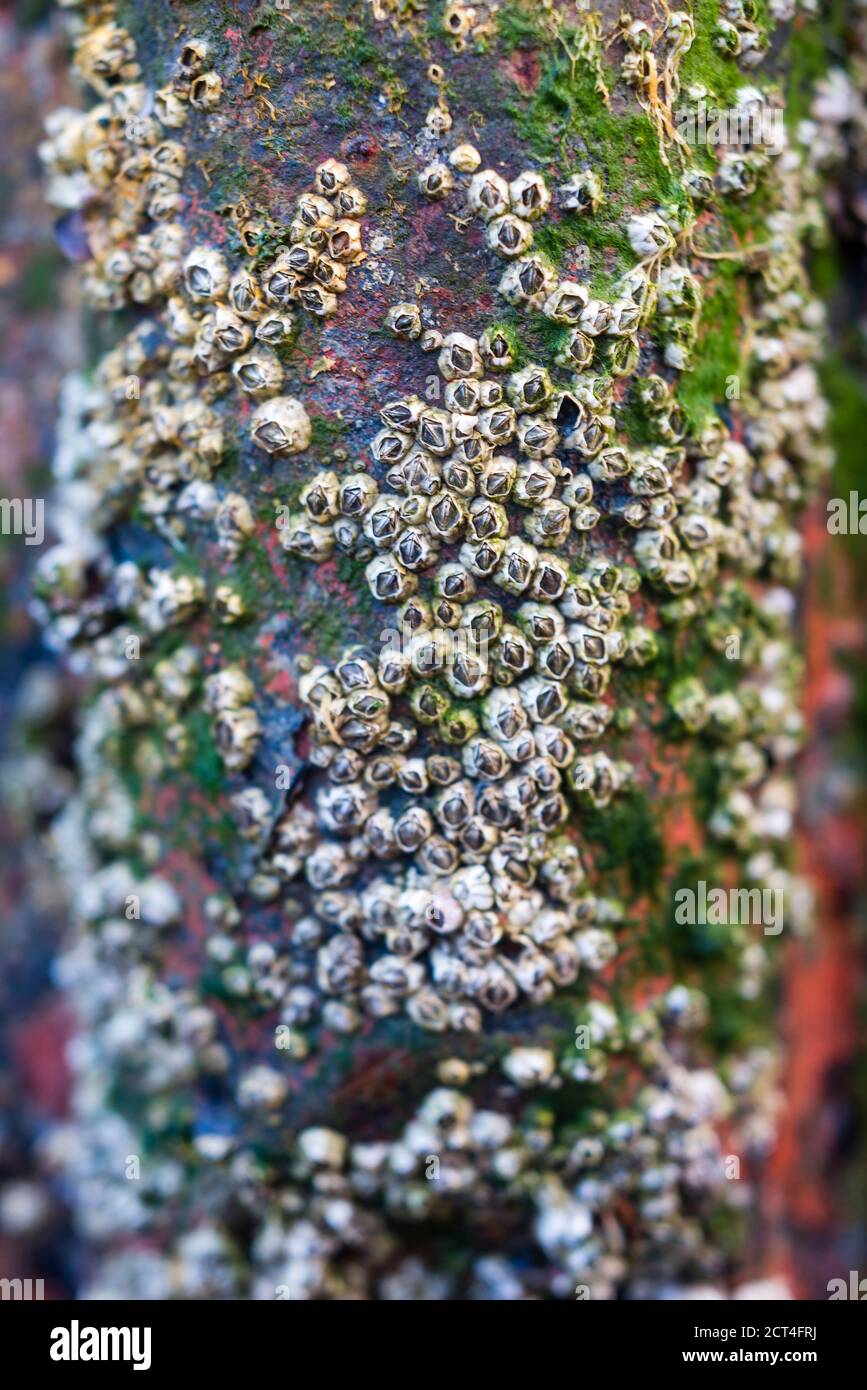 Barnacles on an old fishing boat, Barmouth Harbour, Gwynedd, North Wales, Wales, United Kingdom, Europe Stock Photo