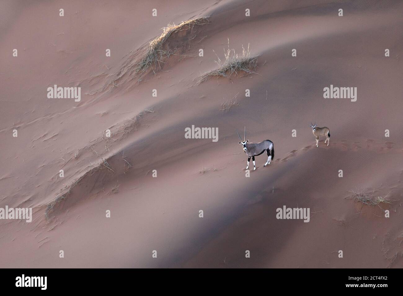 Two Oryx in the sand dunes of Namibia. Stock Photo